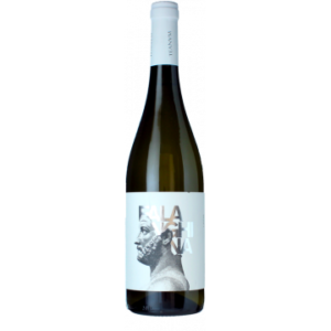 Favugnë Falanghina Bianco 2025 - Cantine Teanum